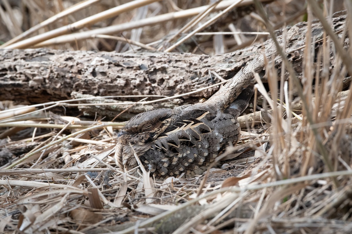 Chotacabras Pauraque - ML646024563