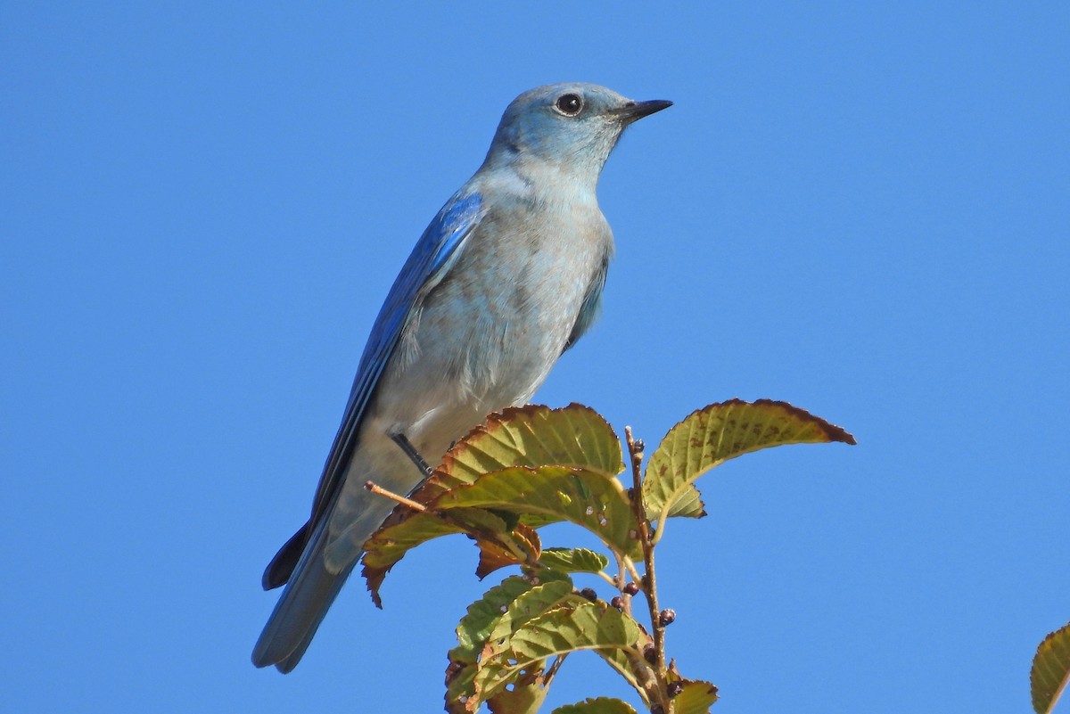 Azulejo Claro - ML646024564