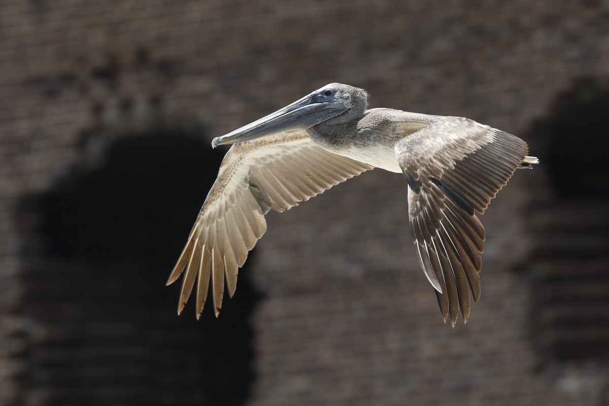 Pelícano Pardo - ML646024565