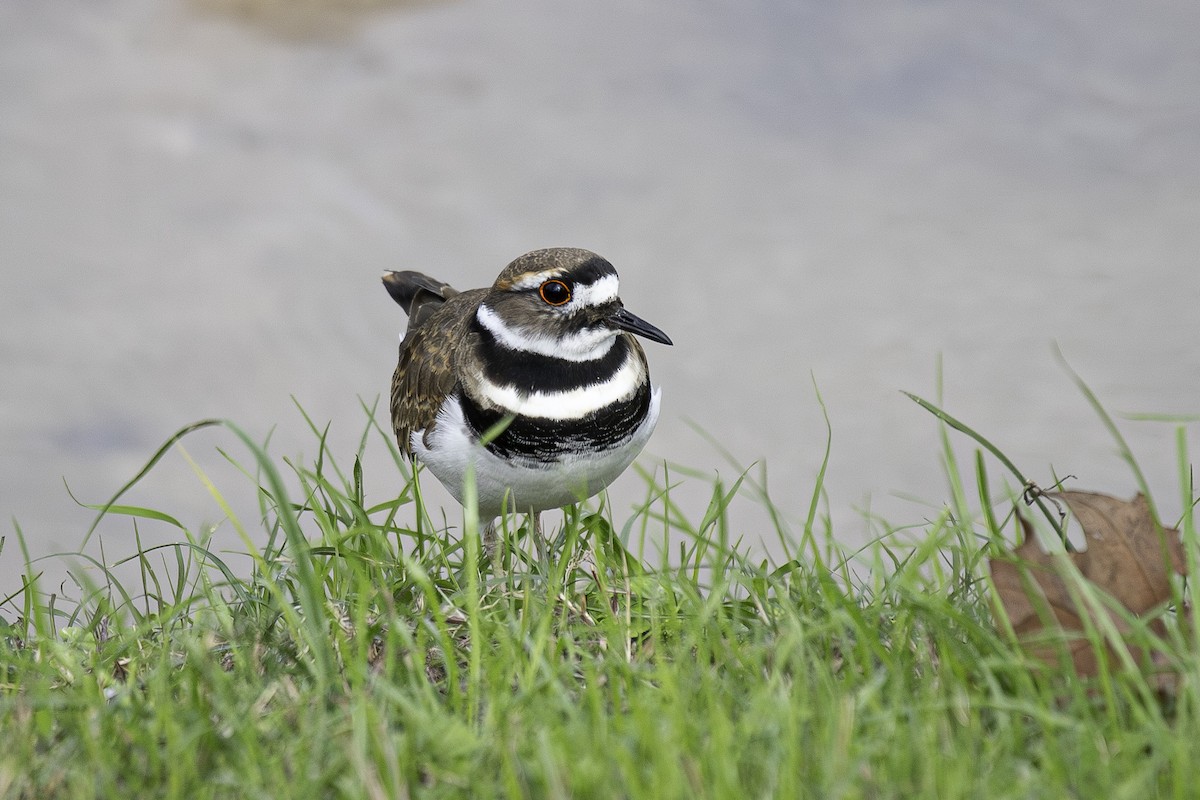 Chorlitejo Culirrojo - ML646024566