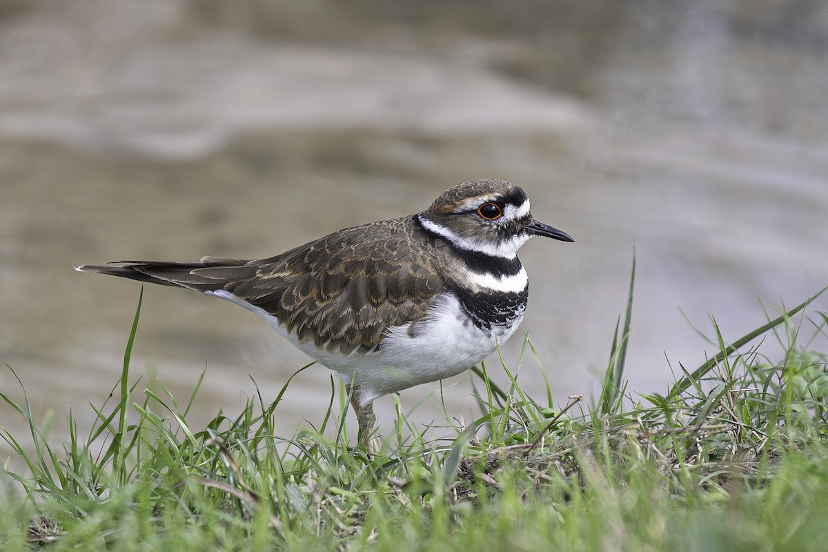 Chorlitejo Culirrojo - ML646024567