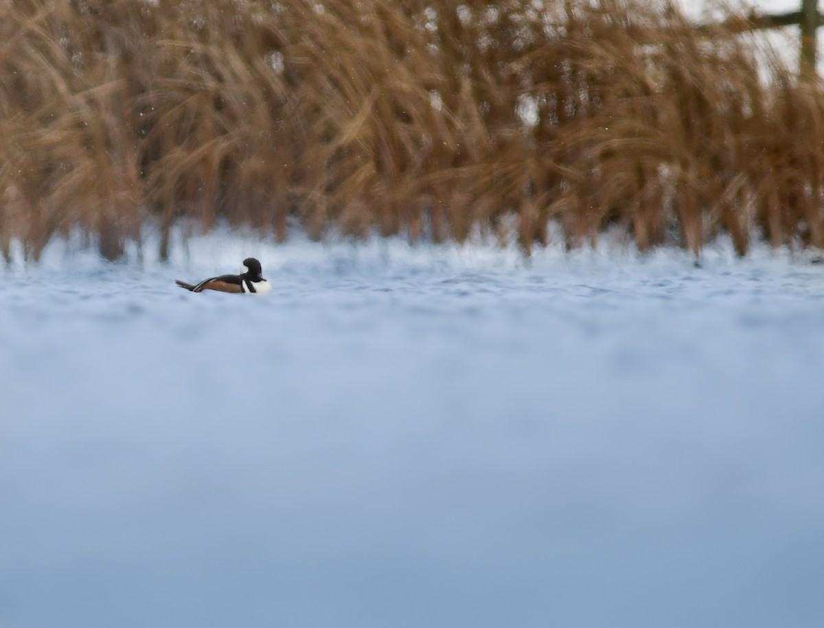 Serreta Capuchona - ML646024568