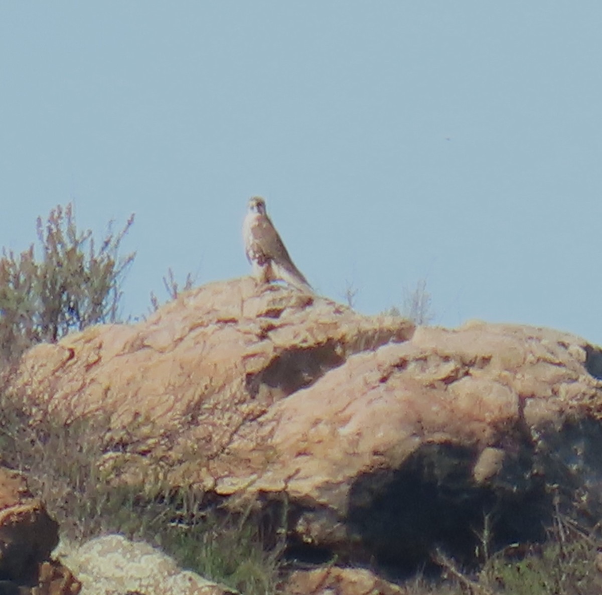 Faucon des prairies - ML646024569