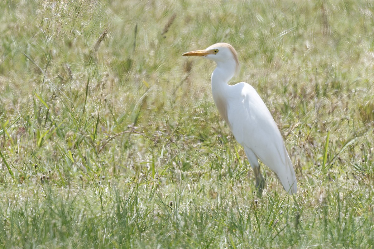 Garcilla Bueyera Occidental - ML646024570
