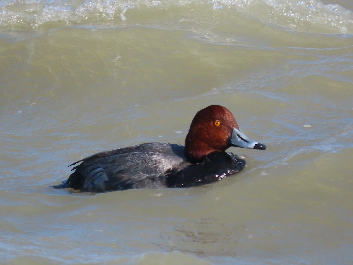Redhead - ML646024571