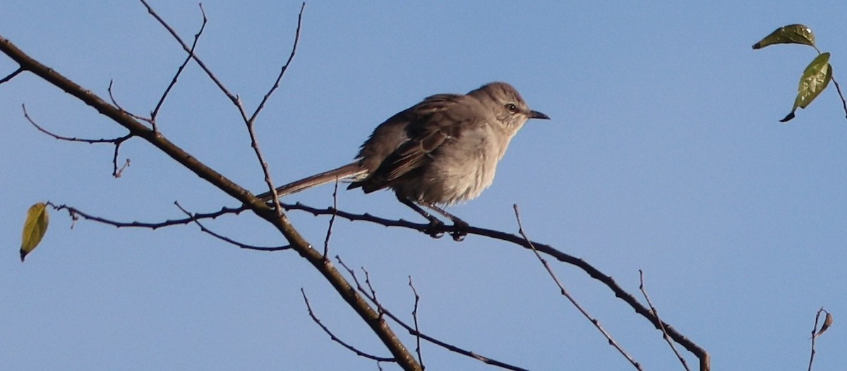 Sinsonte Norteño - ML646024580