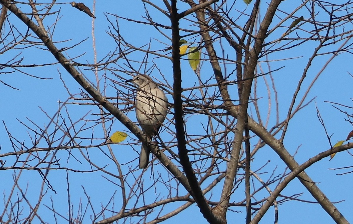 Sinsonte Norteño - ML646024581