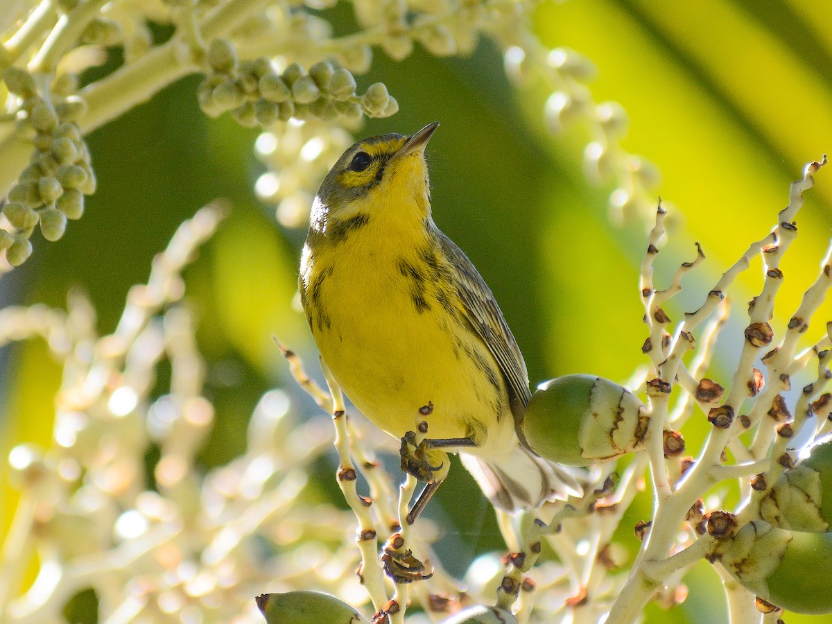 Prairie Warbler - ML646024583