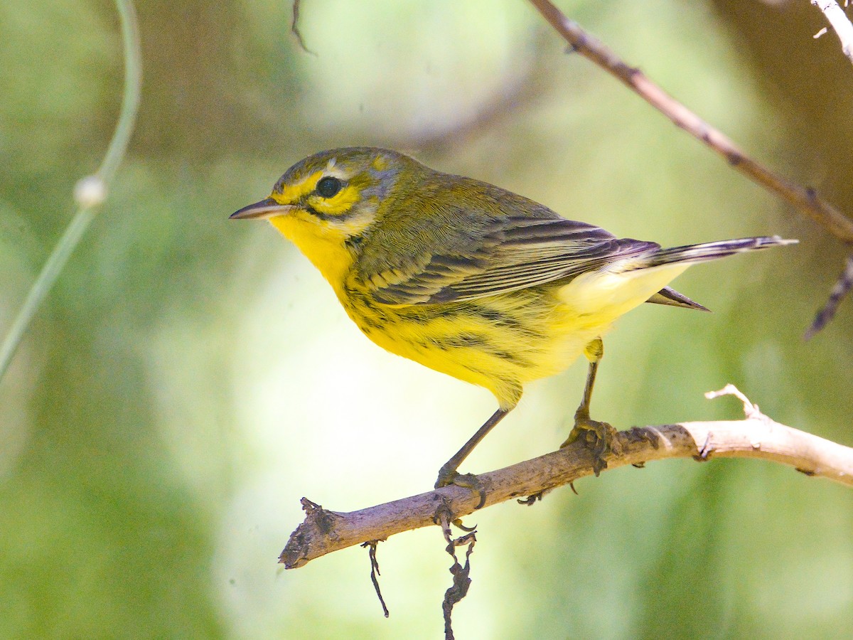 Prairie Warbler - ML646024584