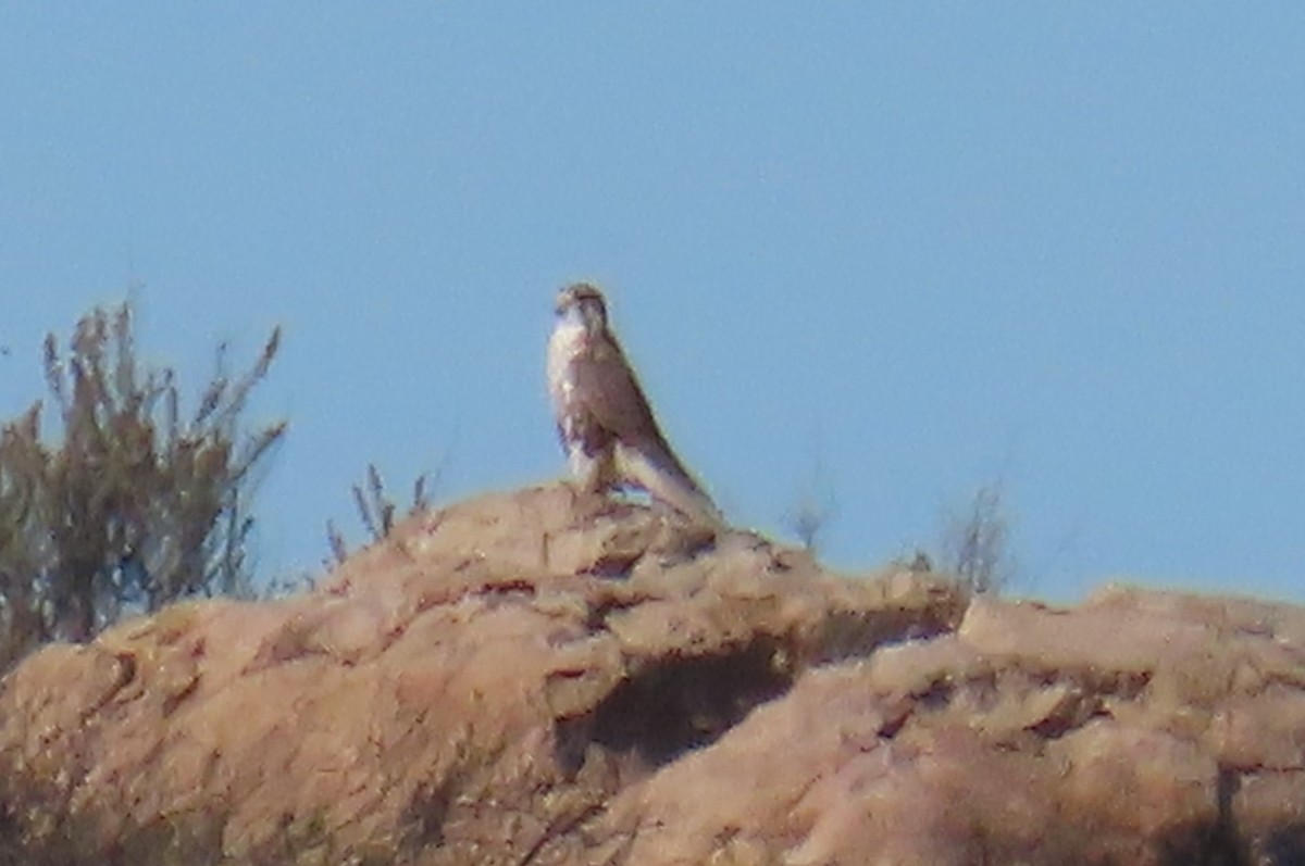 Faucon des prairies - ML646024585