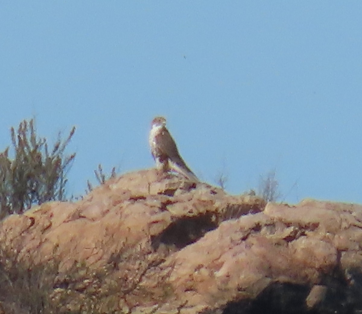 Faucon des prairies - ML646024587