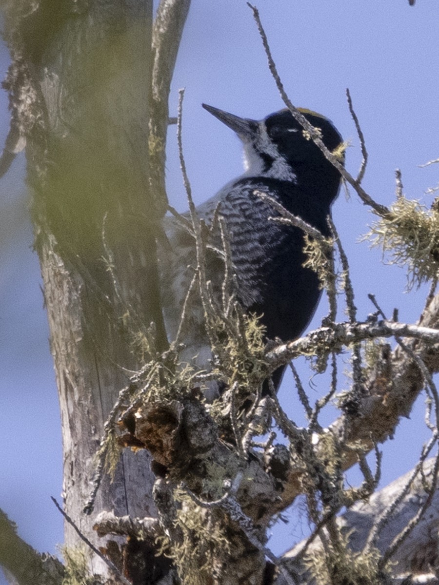 Black-backed Woodpecker - ML646024588