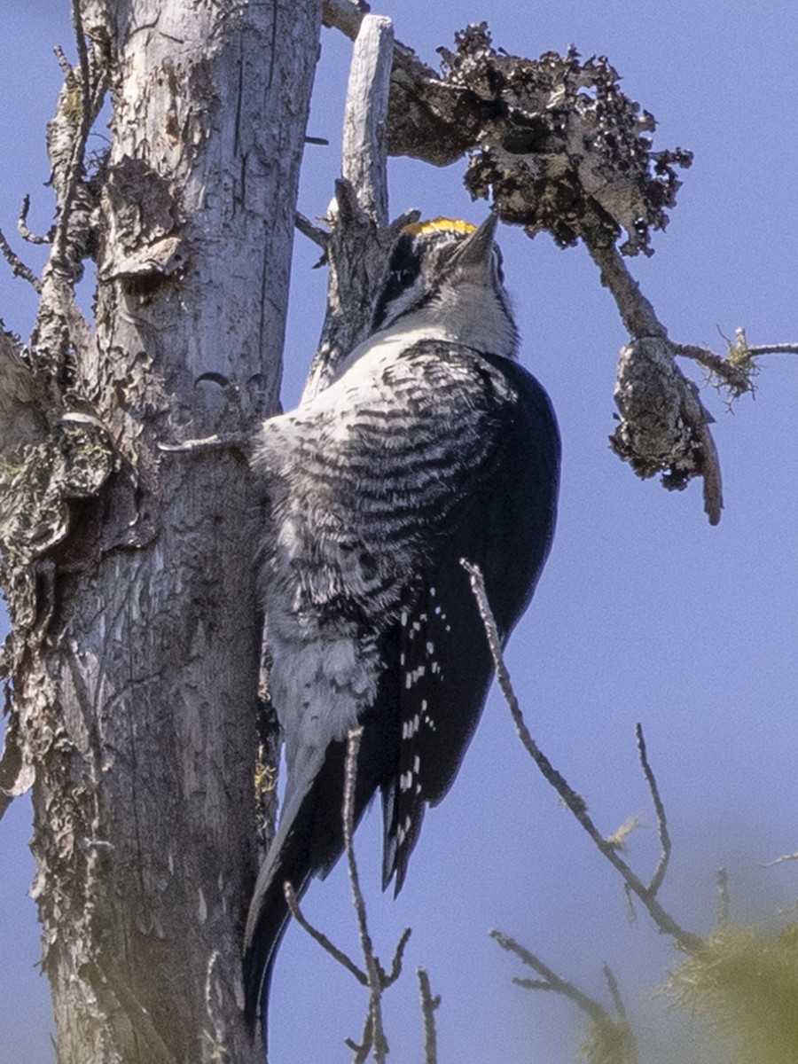 Black-backed Woodpecker - ML646024589