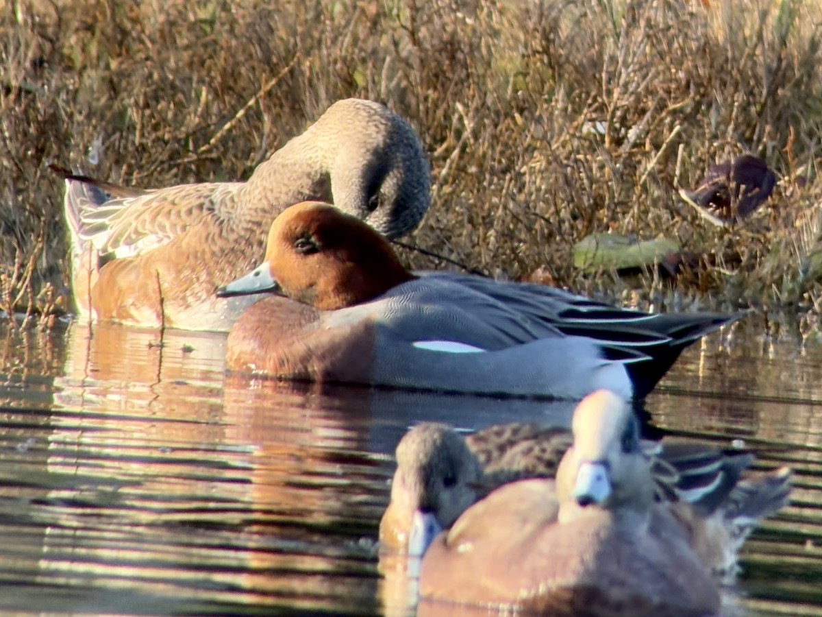 Eurasian Wigeon - ML646024596