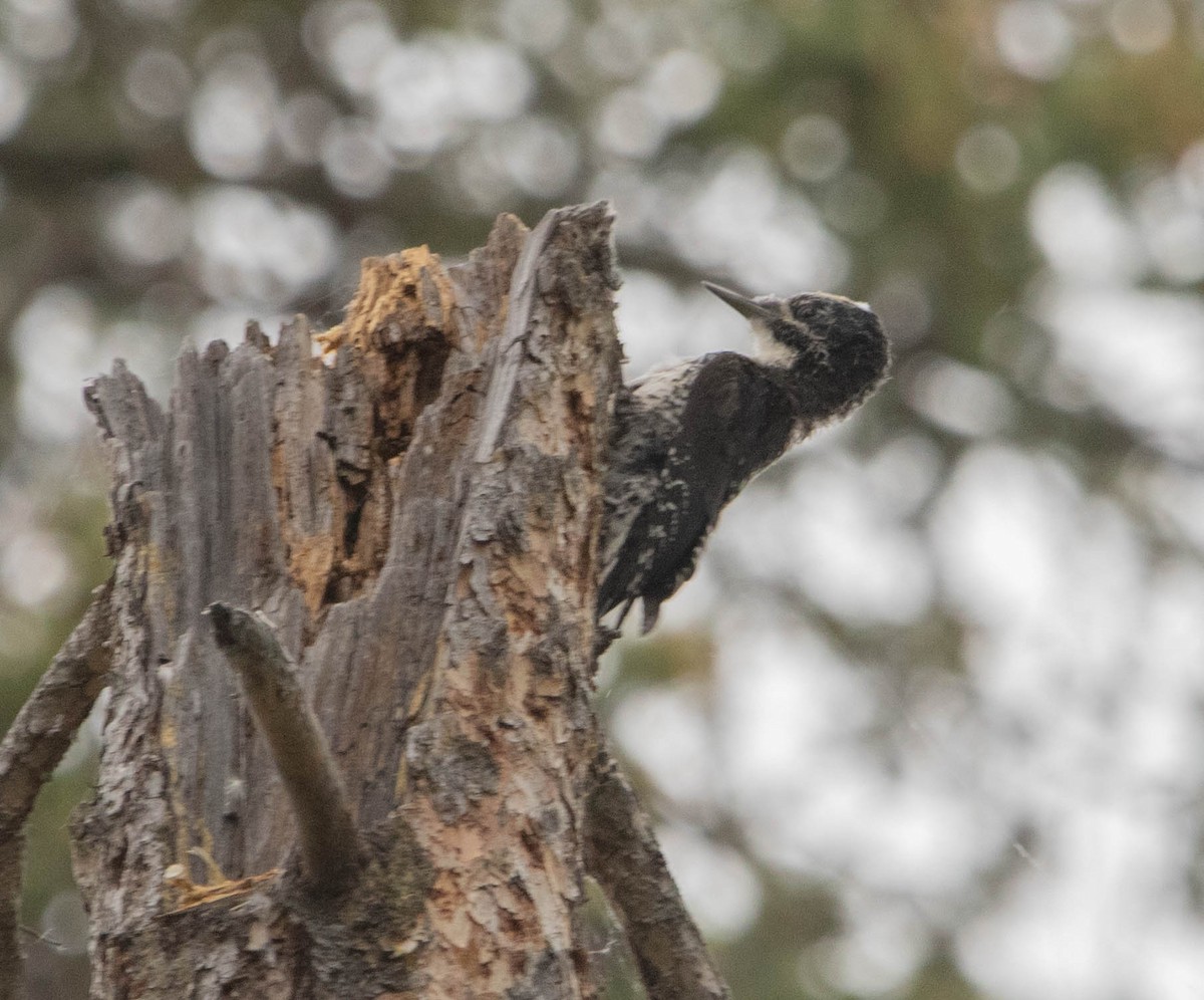 American Three-toed Woodpecker - ML646024597