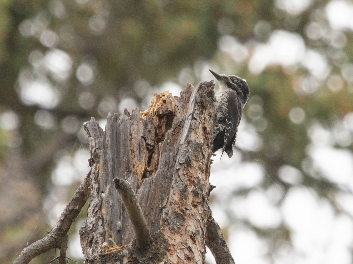 American Three-toed Woodpecker - ML646024598