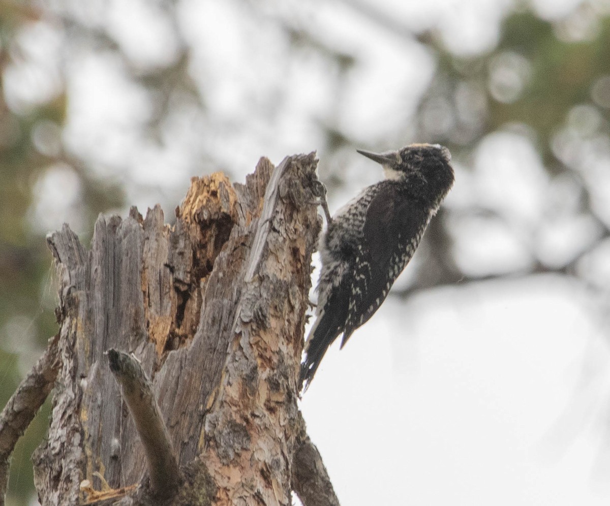 American Three-toed Woodpecker - ML646024599