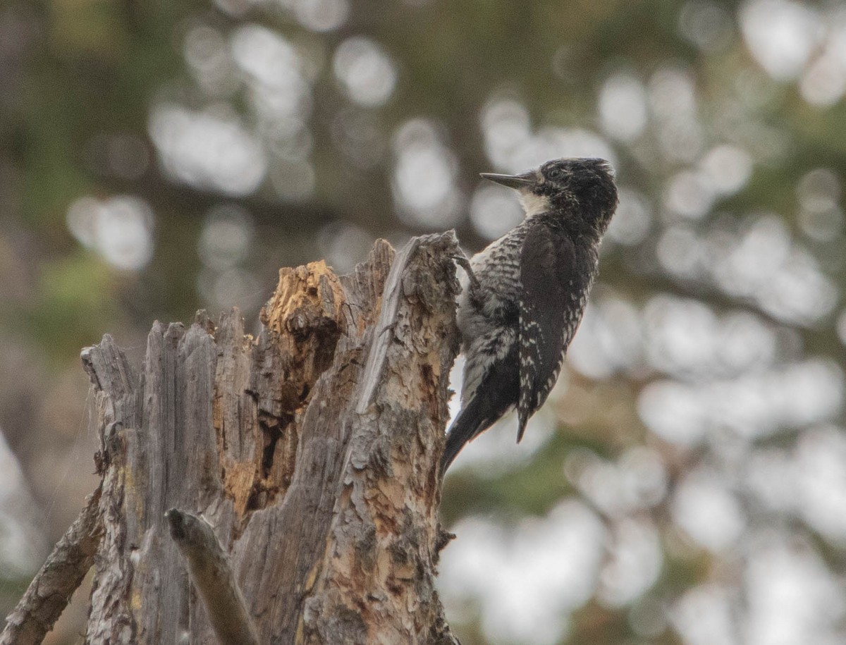 American Three-toed Woodpecker - ML646024600