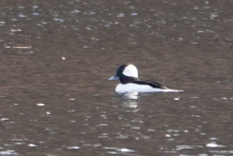 Bufflehead - ML646024602
