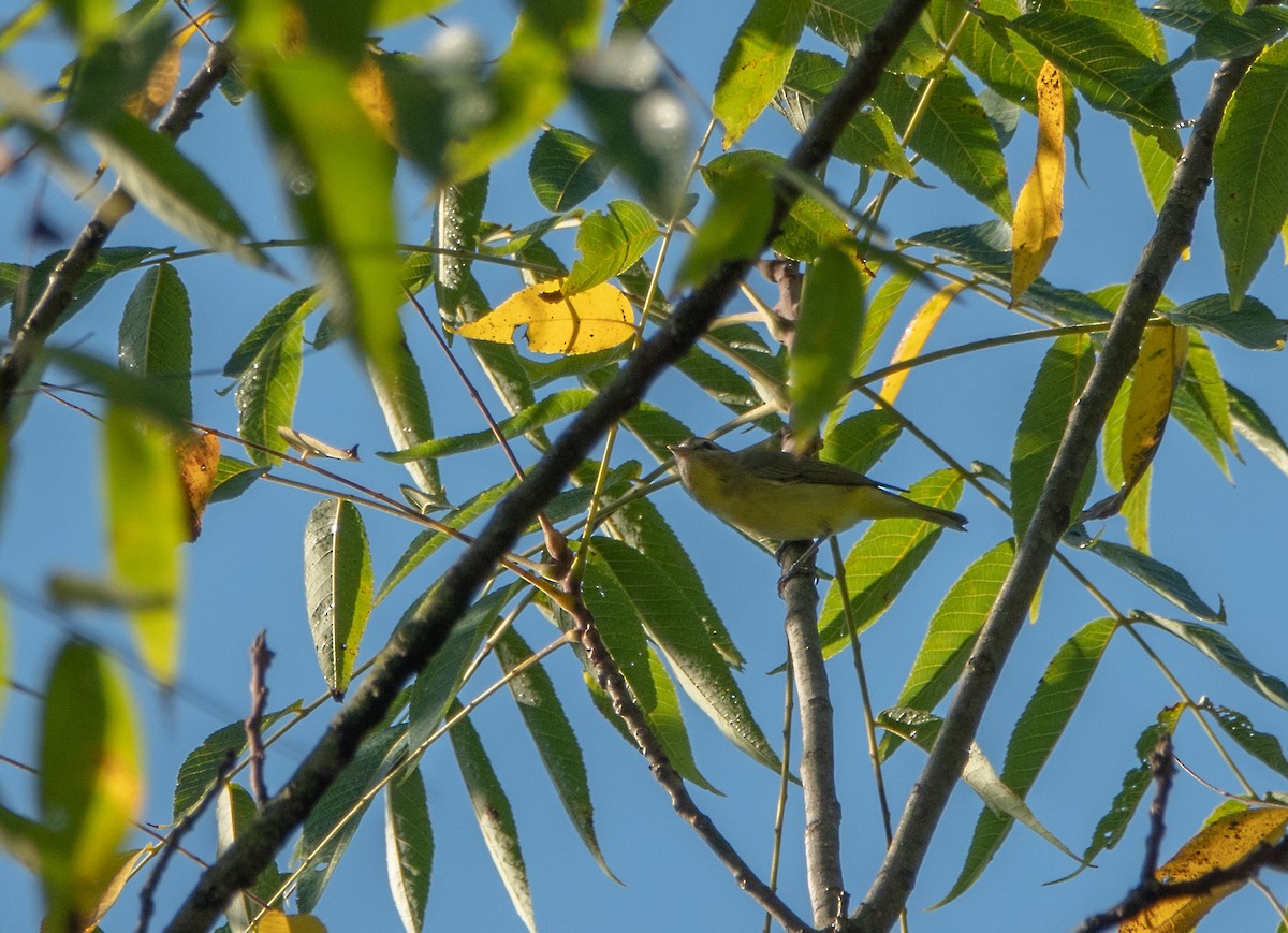 Vireo de Filadelfia - ML646024604