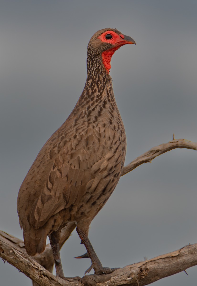 Swainson's Spurfowl - ML646024606