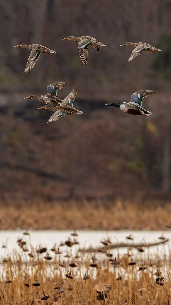 Kaşıkgaga - ML646024607