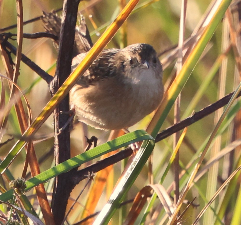 Sedge Wren - ML646024611
