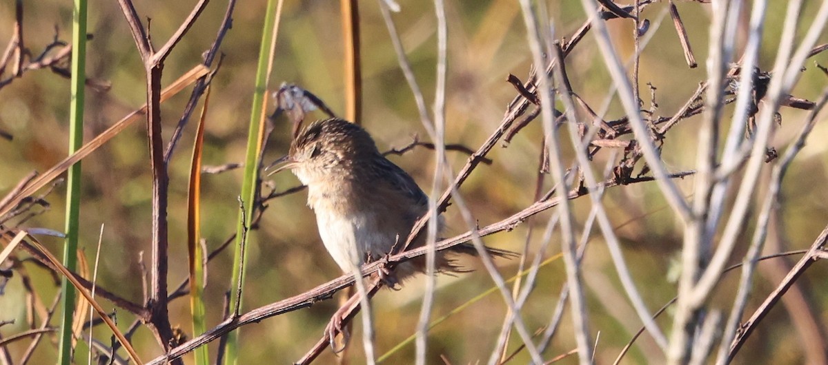Sedge Wren - ML646024612