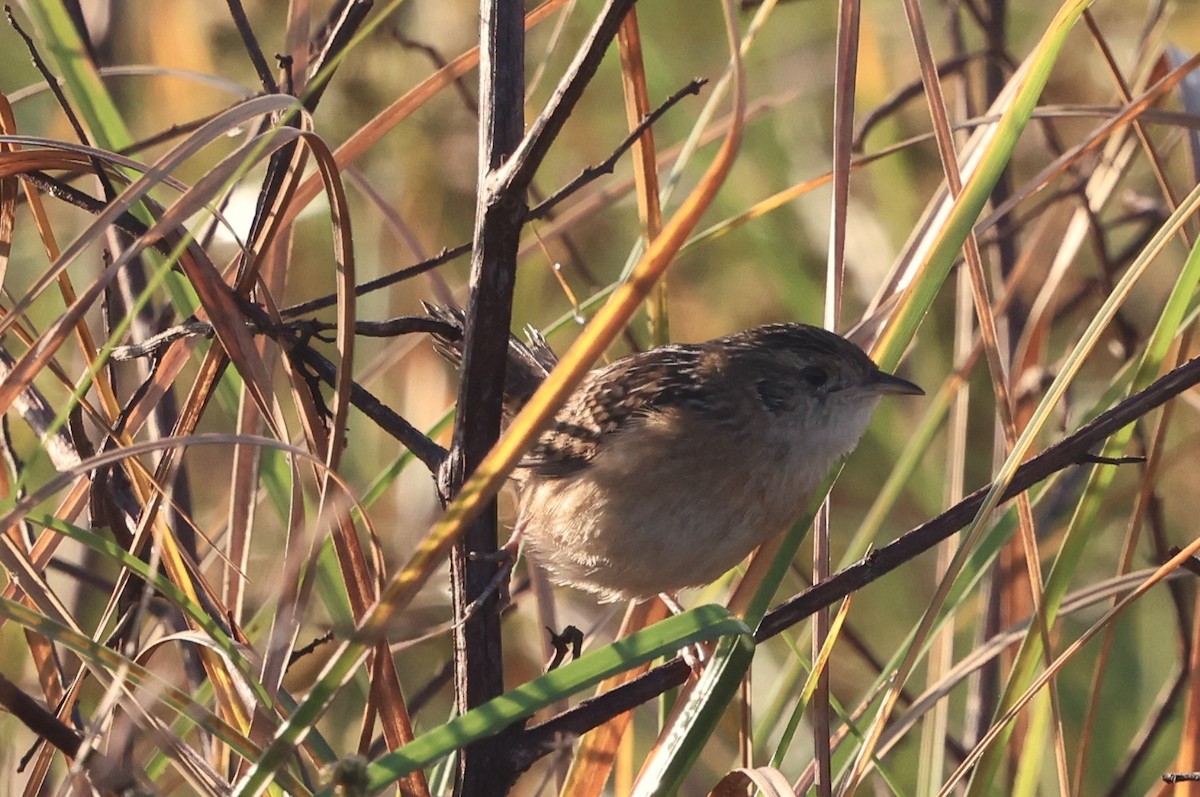 Sedge Wren - ML646024614