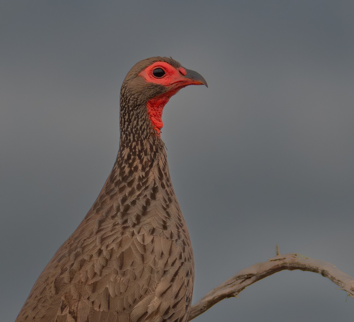 Swainson's Spurfowl - ML646024615