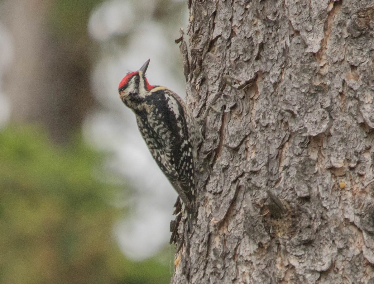 Дятел-смоктун жовточеревий - ML646024616