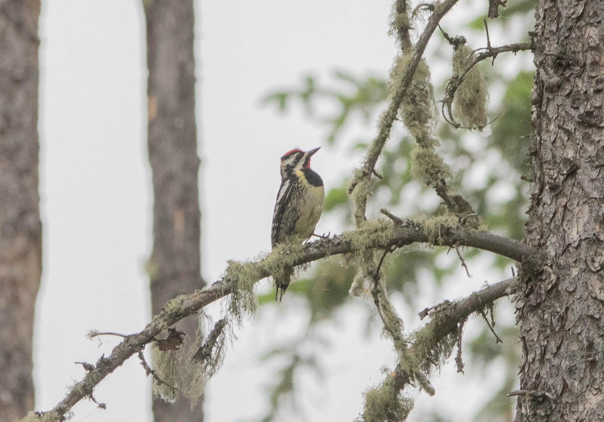 Дятел-смоктун жовточеревий - ML646024617