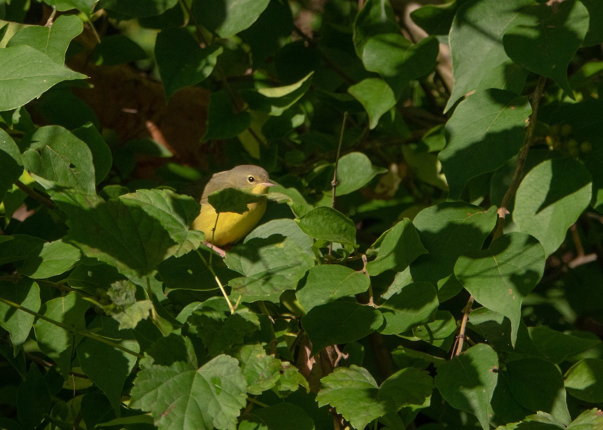 Mourning Warbler - ML646024625