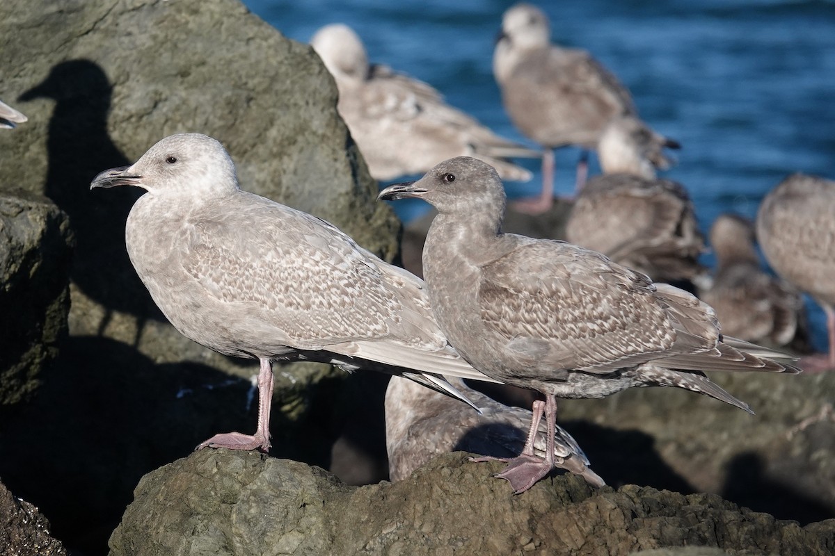 Western x Glaucous-winged Gull (hybrid) - ML646024626