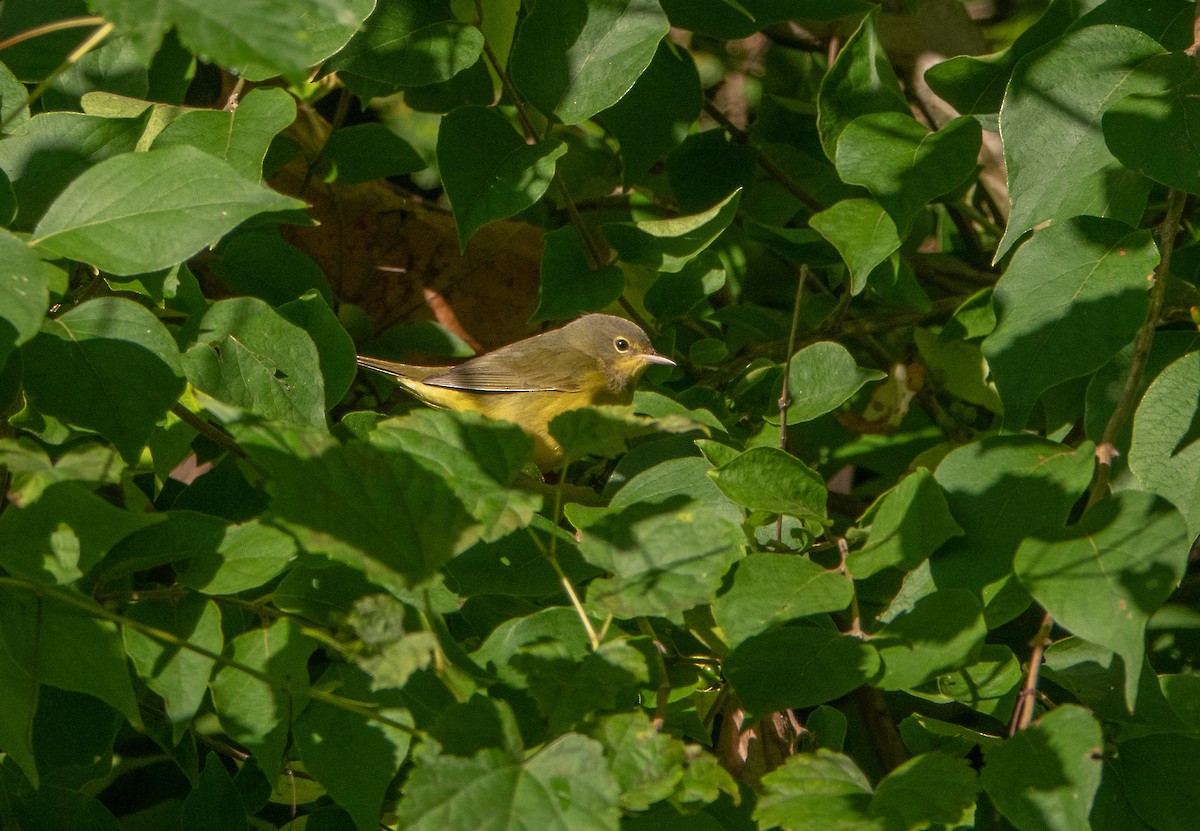 Mourning Warbler - ML646024627