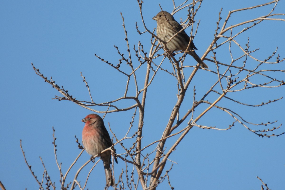 House Finch - ML646024628