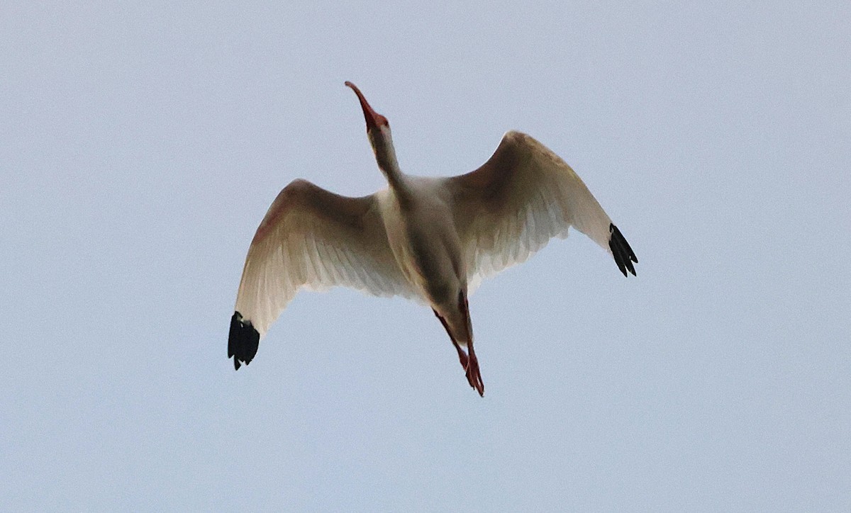 Ібіс білий - ML646024630