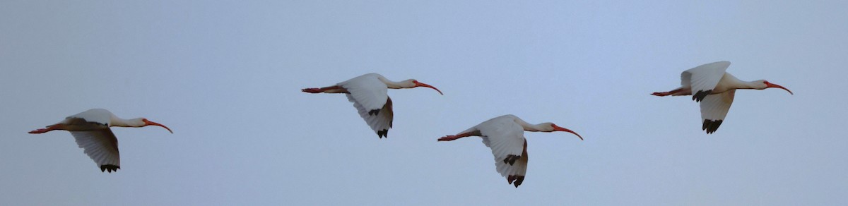 Ібіс білий - ML646024631