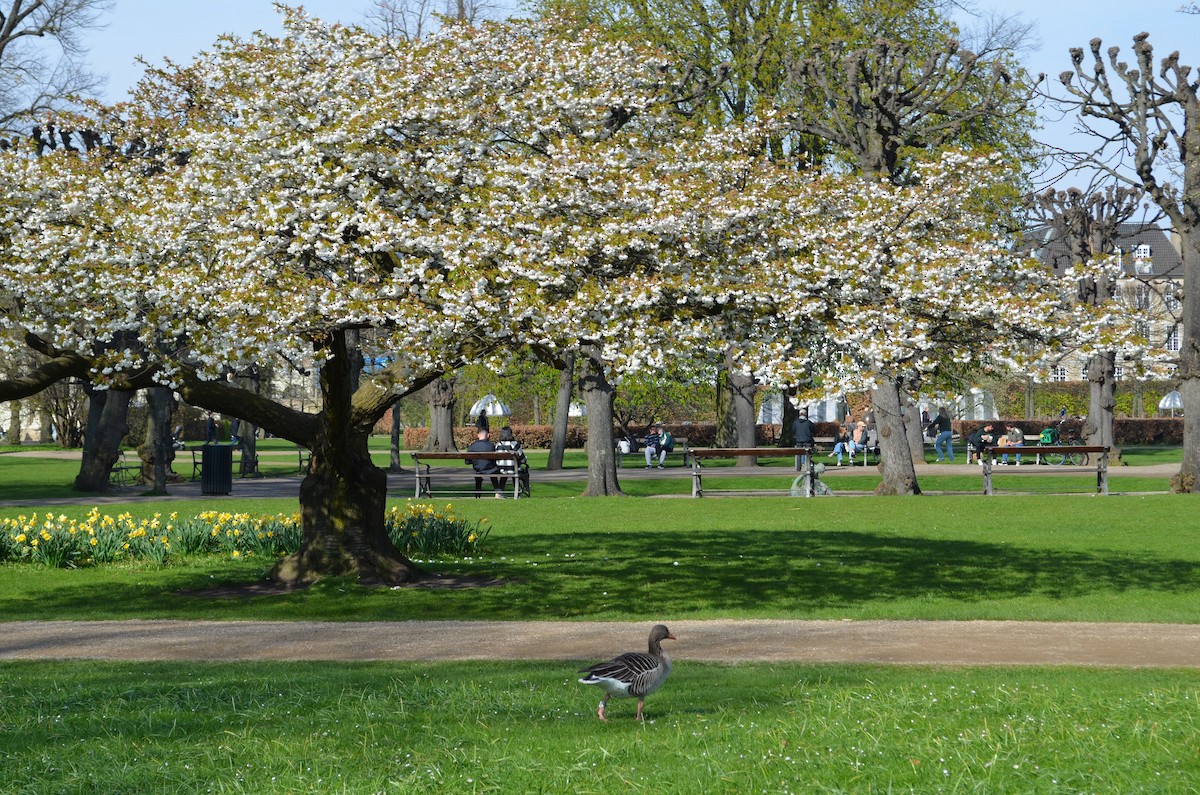 Graylag Goose - ML646024632