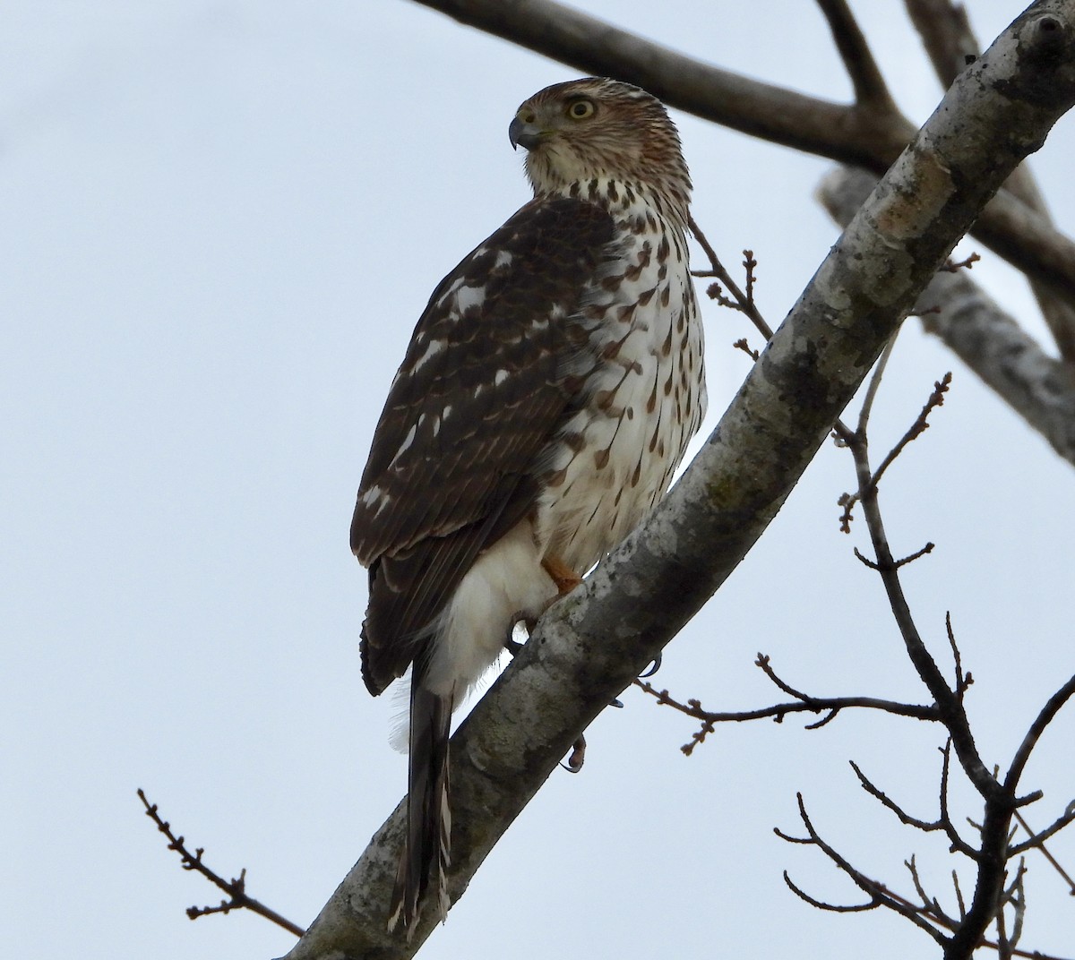 Cooper's Hawk - ML646024634