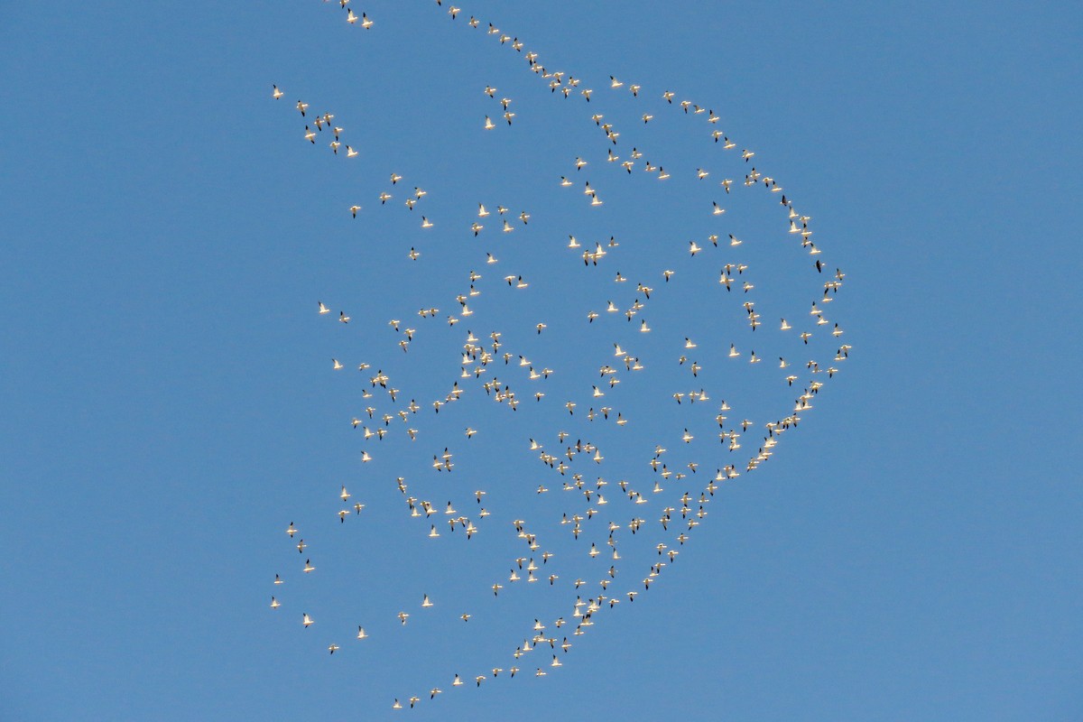 Snow Goose - ML646024646