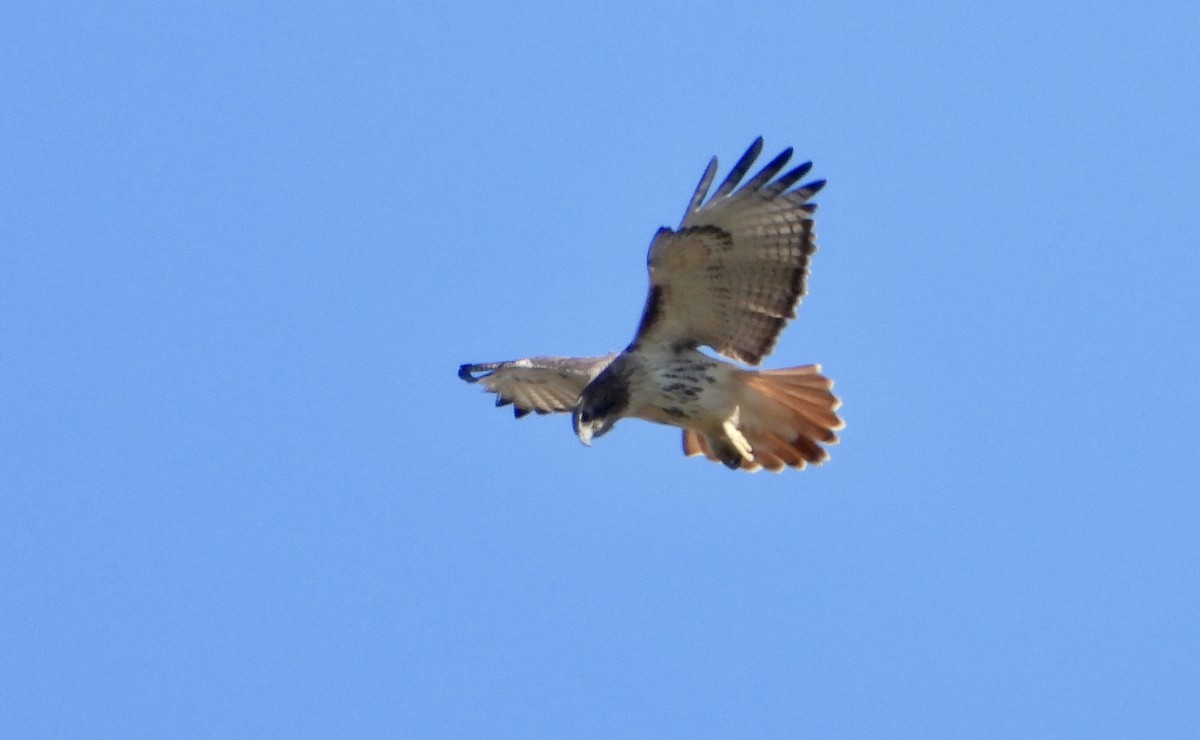 káně rudochvostá - ML646024649