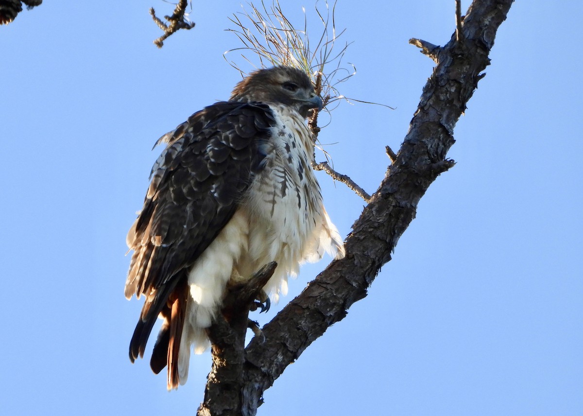 káně rudochvostá - ML646024654