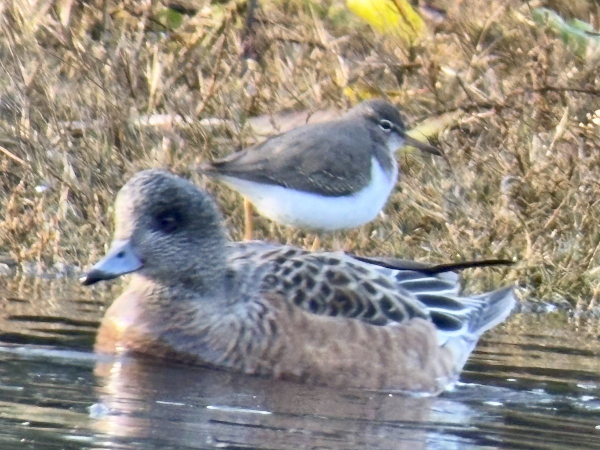 Spotted Sandpiper - ML646024656