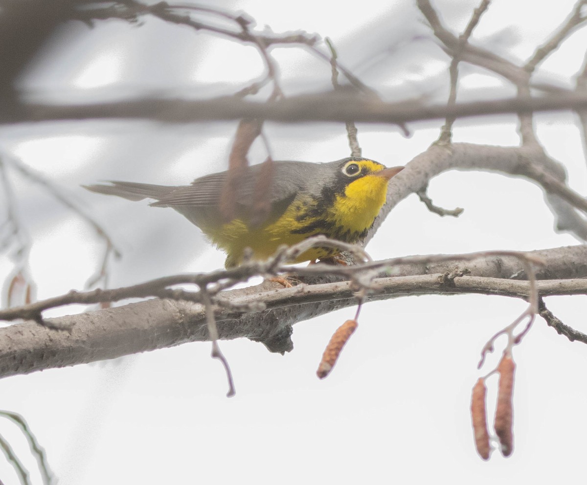 Canada Warbler - ML646024664