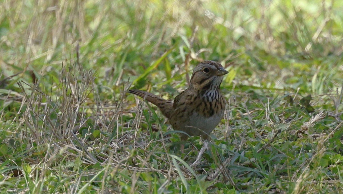 Lincoln's Sparrow - ML646024668