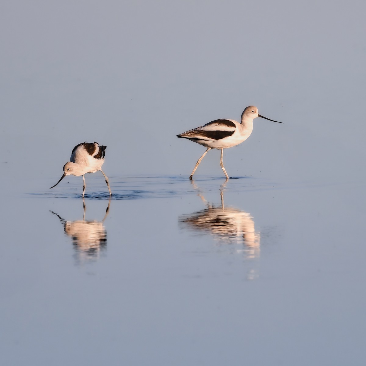 American Avocet - ML646024674