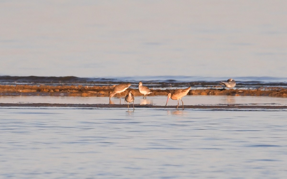 Marbled Godwit - ML646024675
