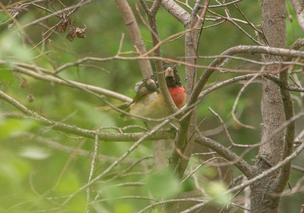 Rose-breasted Grosbeak - ML646024676