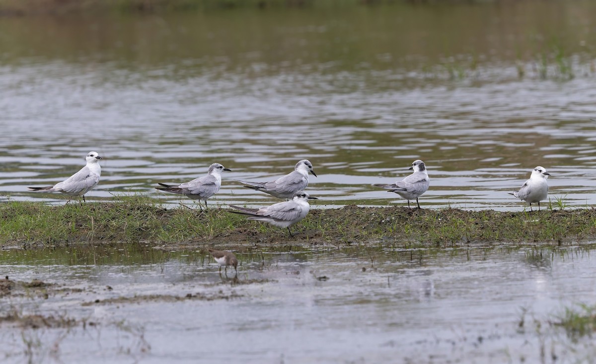 Whiskered Tern - ML646024677